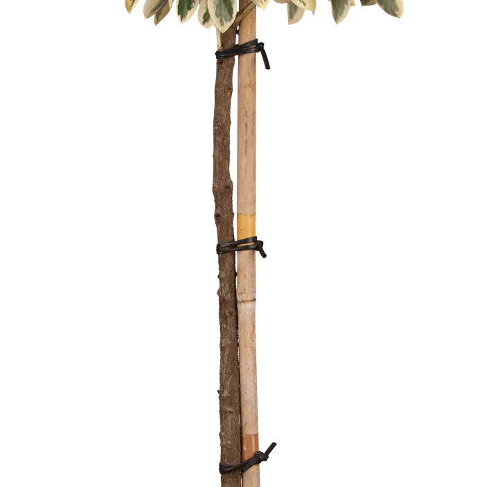 Japanspindel 'Bravo'