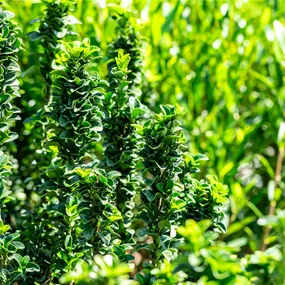 Euonymus Benkomasaki Spalier