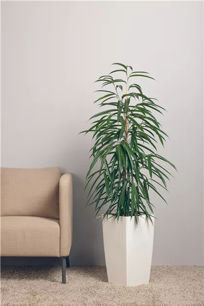 Ficus binnendijki Alii, Schmalblttrige Birkenfeige 'Alii' - Bellaflora