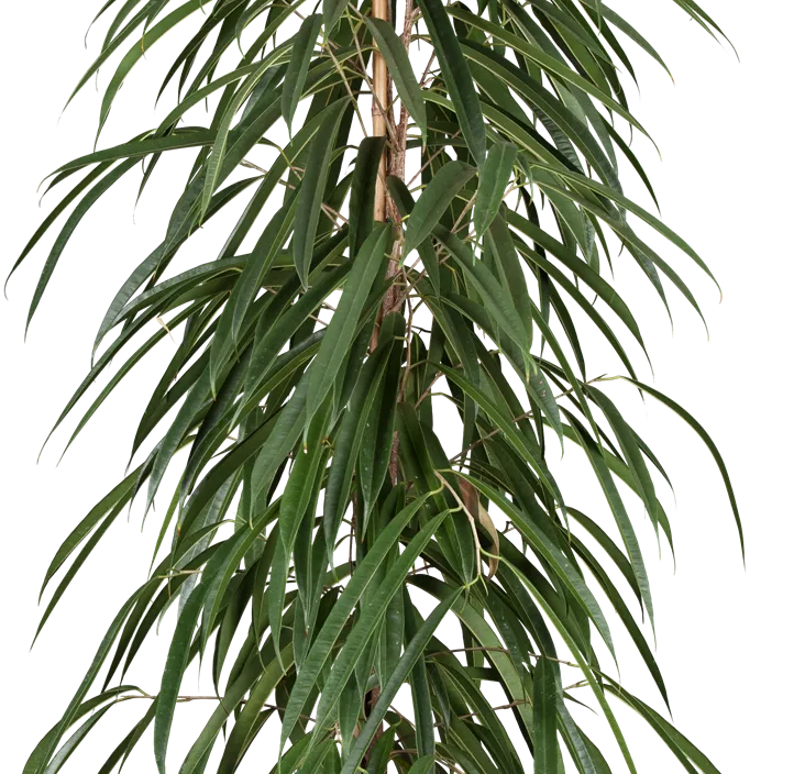 Schmalblättrige Birkenfeige 'Alii'