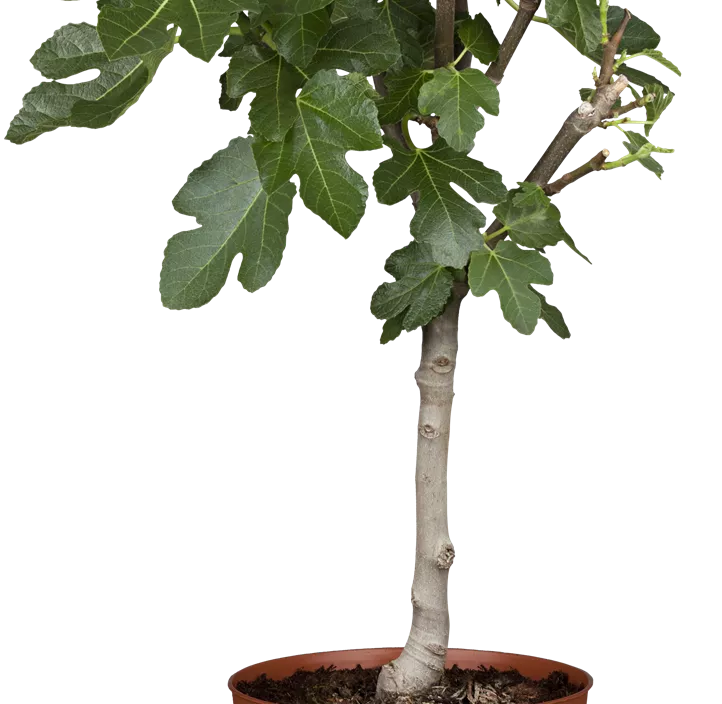 Feige 'Brown Turkey'