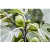 bellaflora Gartencenter GmbH