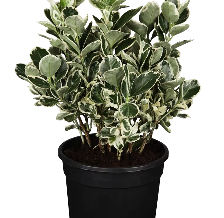 Japanspindel 'Kathy'