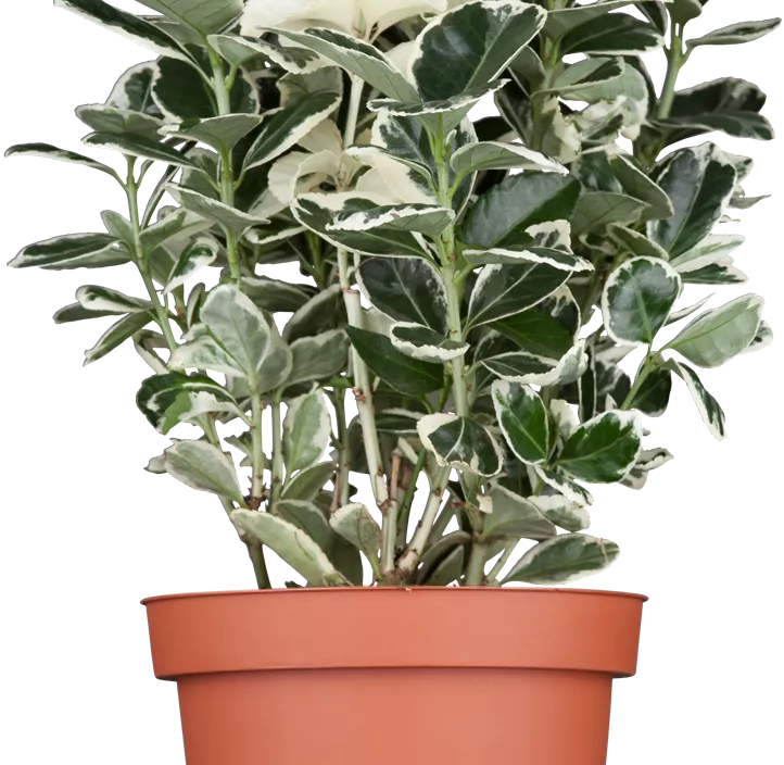 Japanspindel 'Kathy'