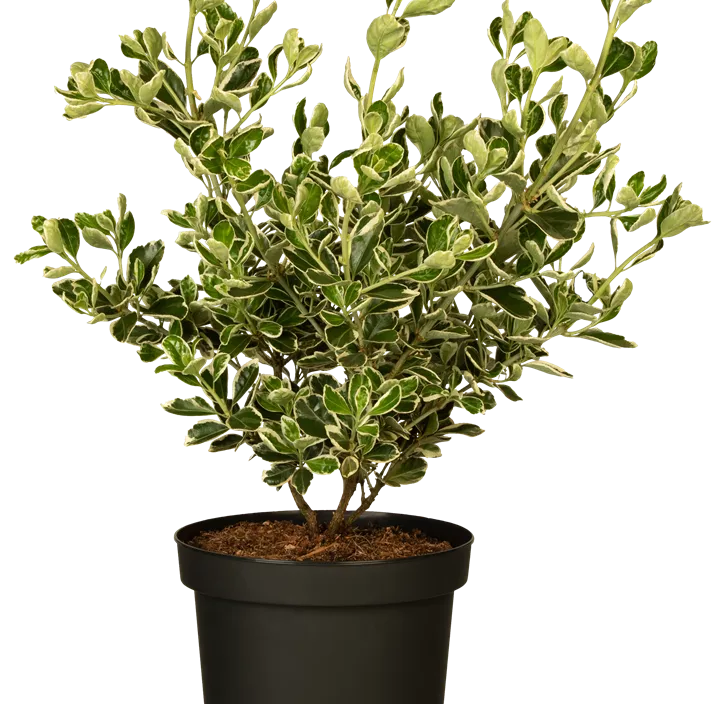 Japanspindel 'Kathy'