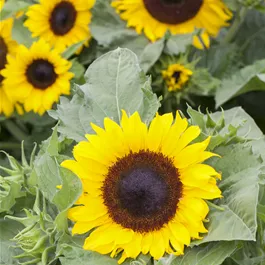 Helianthus annus