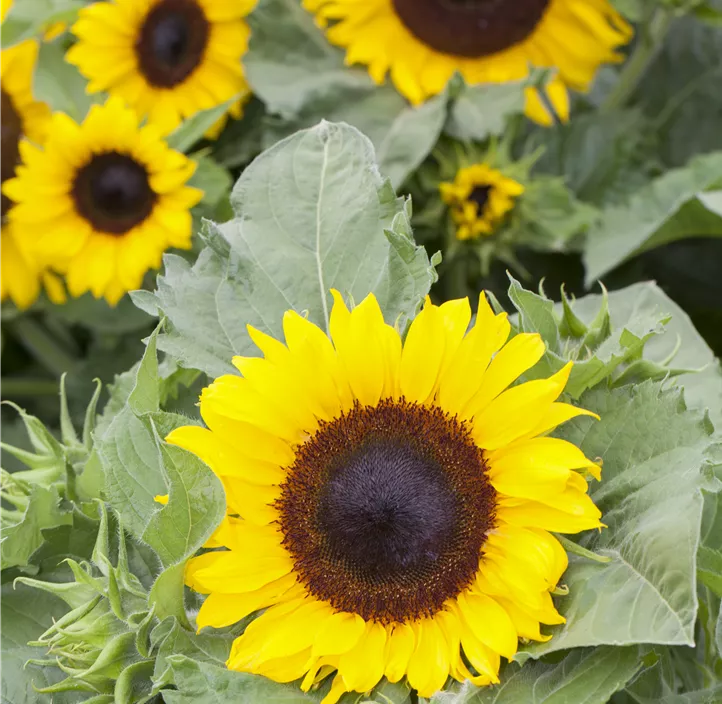 Sonnenblume
