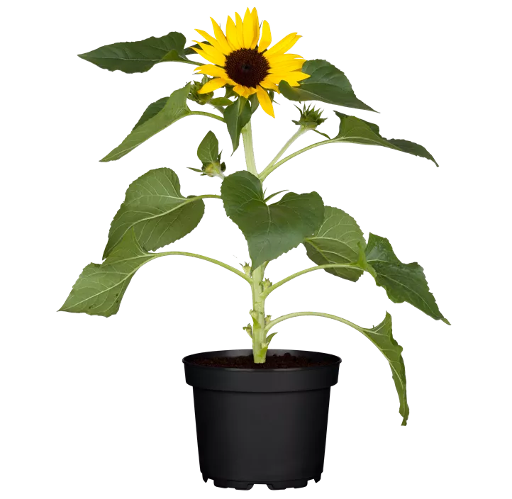 Sonnenblume