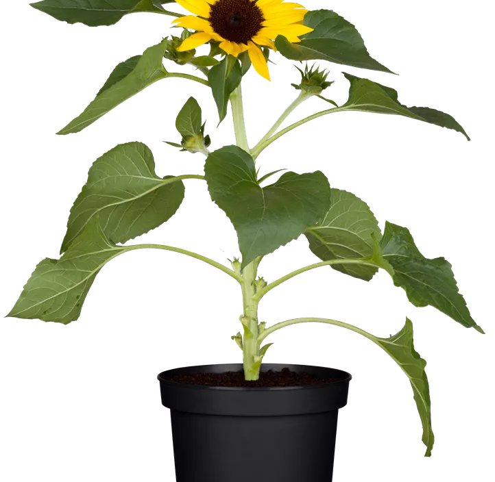 Sonnenblume Sunbelievable  Sonnenblume Sunbelievable