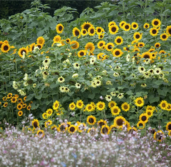 Sonnenblume