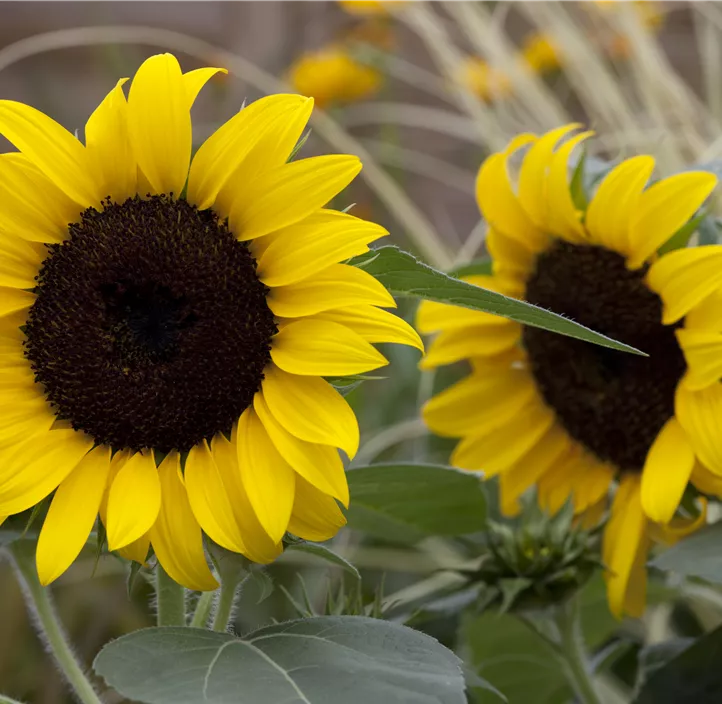 Sonnenblume