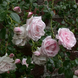 Rosa New Dawn
