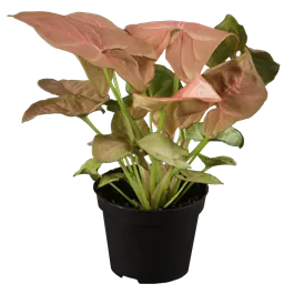 Syngonium Neon Robusta Ampel