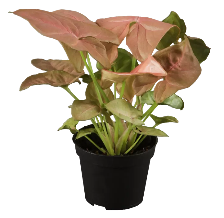 Purpurtute 'Neon Robusta'