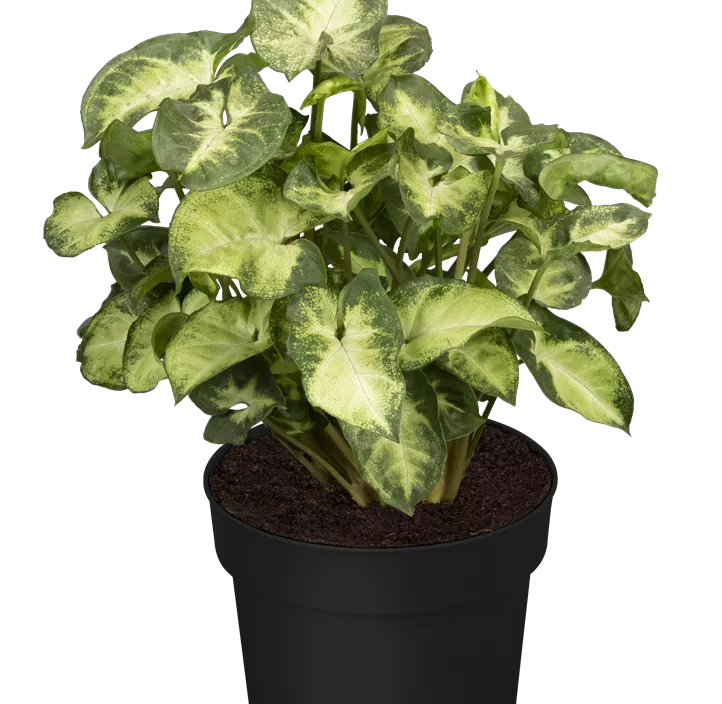 Purpurtute 'Pixie' Purpurtute 'Pixie'