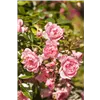 bellaflora Gartencenter GmbH