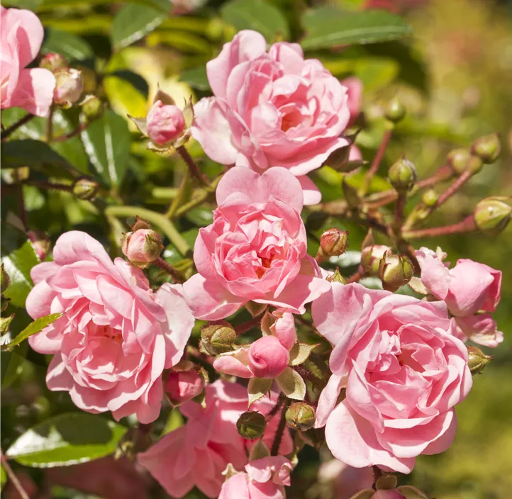 Bodendeckerrose 'The Fairy'