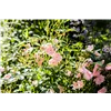 bellaflora Gartencenter GmbH