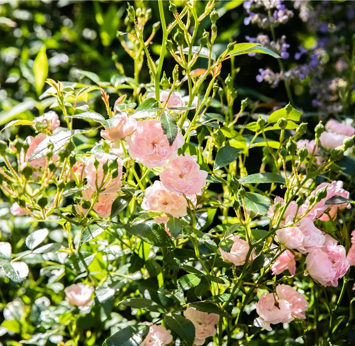 Bodendeckerrose 'The Fairy'