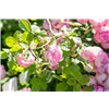 bellaflora Gartencenter GmbH