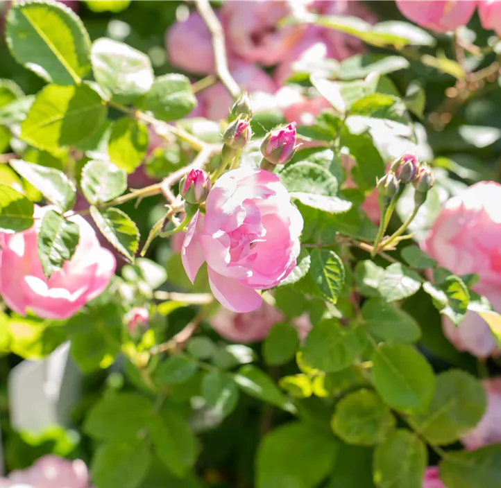 Bodendeckerrose 'The Fairy'