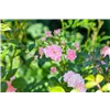 bellaflora Gartencenter GmbH