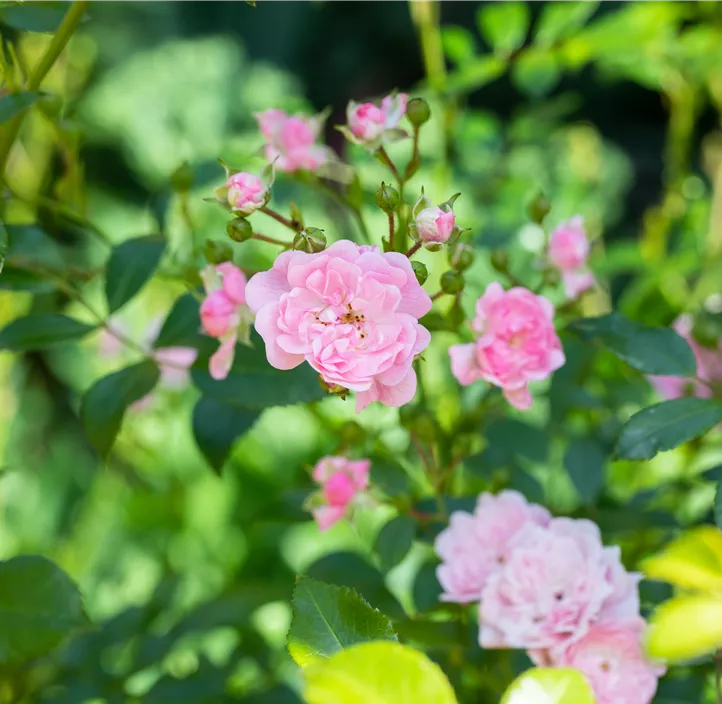 Bodendeckerrose 'The Fairy'
