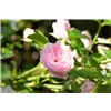 bellaflora Gartencenter GmbH