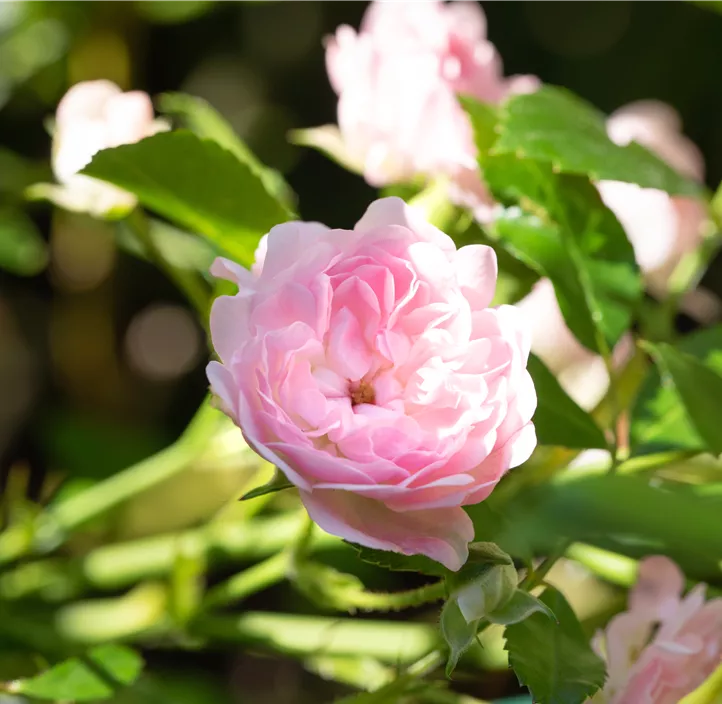 Bodendeckerrose 'The Fairy'