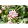 bellaflora Gartencenter GmbH