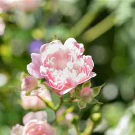 Rosa The Fairy
