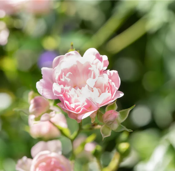 Bodendeckerrose 'The Fairy'