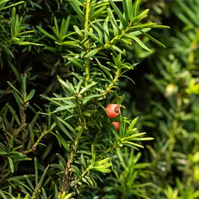 Taxus baccata Kugel