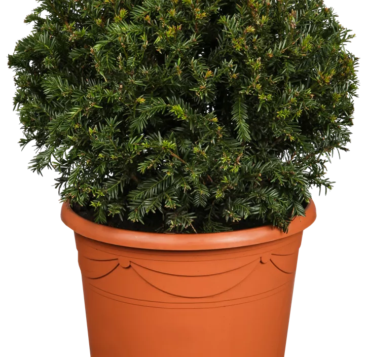 Heimische Kugeleibe Heimische Kugeleibe