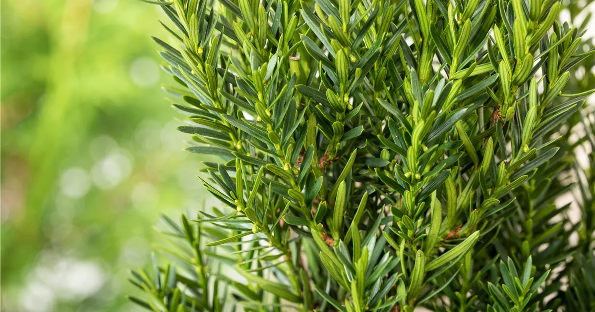 Taxus media hilii Spalier, Eibe 'Hillii' - Bellaflora