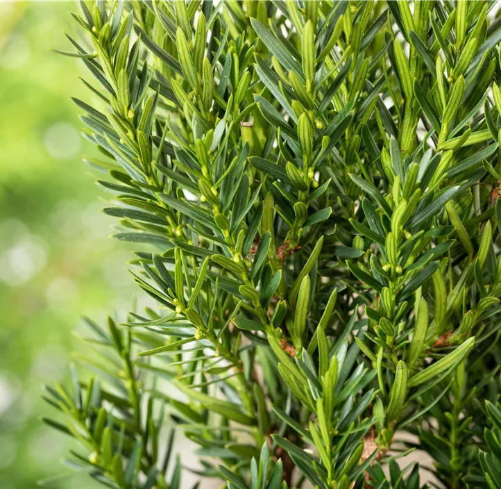 Eibe 'Hillii'