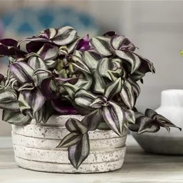 Tradescantia Violet Hill