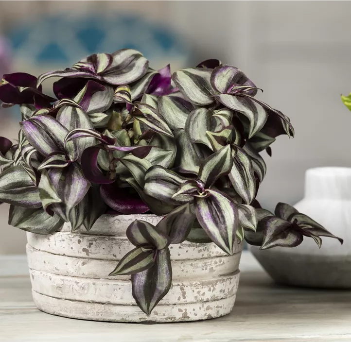 Silber-Dreimasterblume 'Violet Hill'