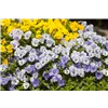 bellaflora Gartencenter GmbH