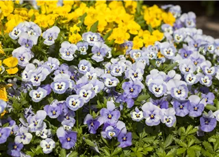 Viola cornuta
