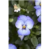 bellaflora Gartencenter GmbH