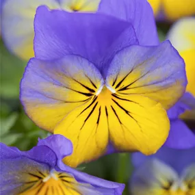 Viola cornuta Schale