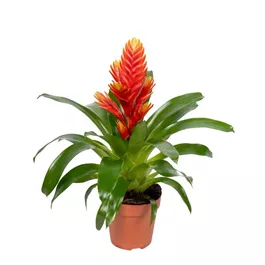 Vriesea Intenso Peach Orange