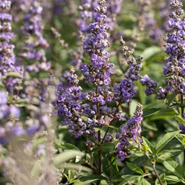 Vitex agnus-castus latifolia