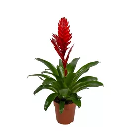 Vriesea Stream