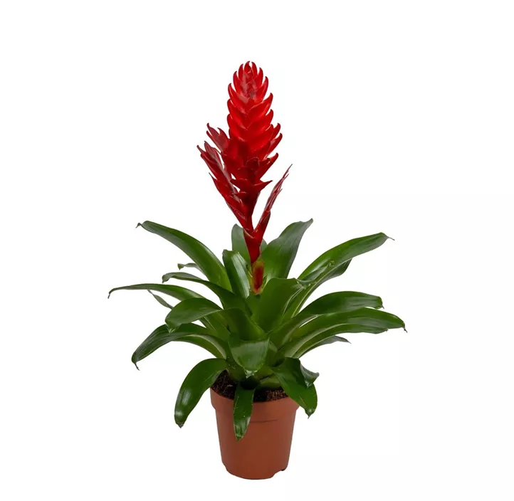 Vriesea 'Stream'