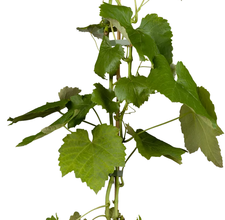 Tafeltraube 'Muscat Bleu'