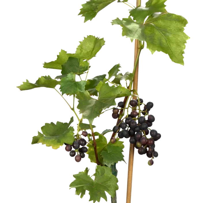 Tafeltraube 'Muscat Bleu'