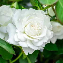 Rosa Annapurna ®