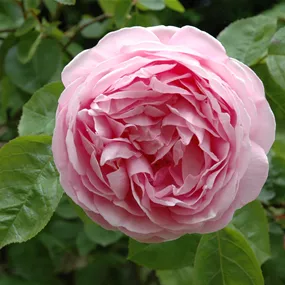 Rosa Boscobel Rosa Boscobel